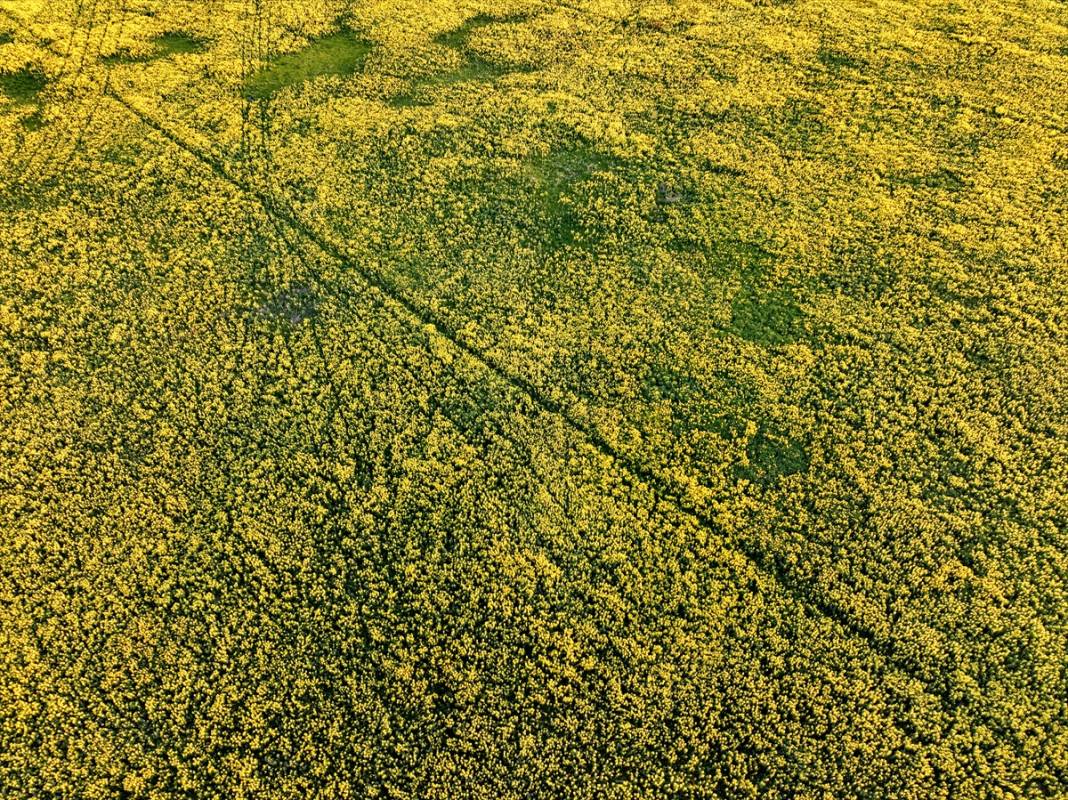 Konya’nın kuruyan gölünü altın sarısı renklendirdi 8